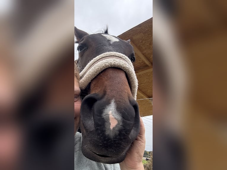Piccolo Pony Tedesco Giumenta 3 Anni 162 cm Baio scuro in Scharnebeck