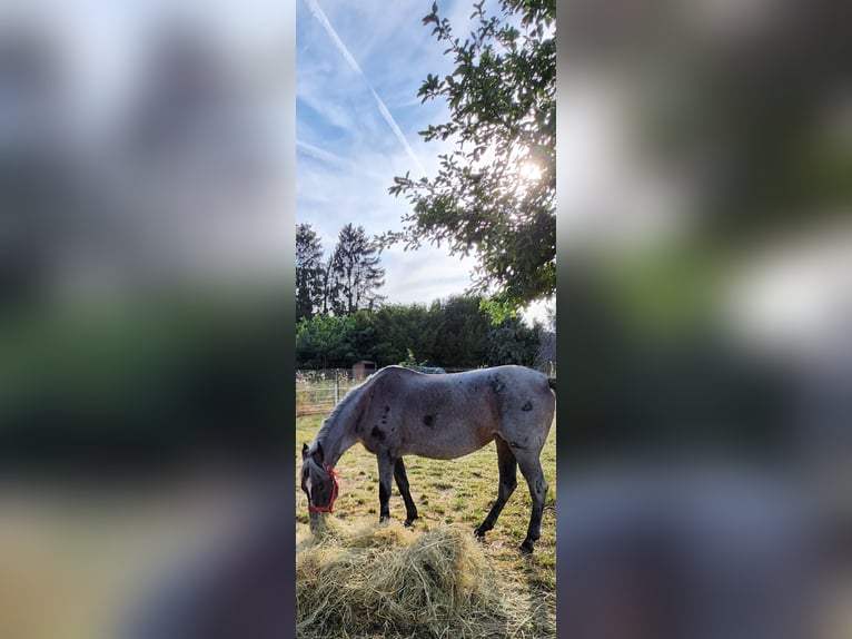 Piccolo Pony Tedesco Giumenta 9 Anni 140 cm Roano blu in Charlottenberg