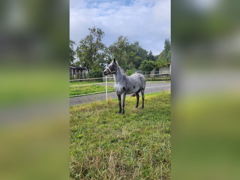 Piccolo Pony Tedesco Giumenta 9 Anni 140 cm Roano blu in Charlottenberg