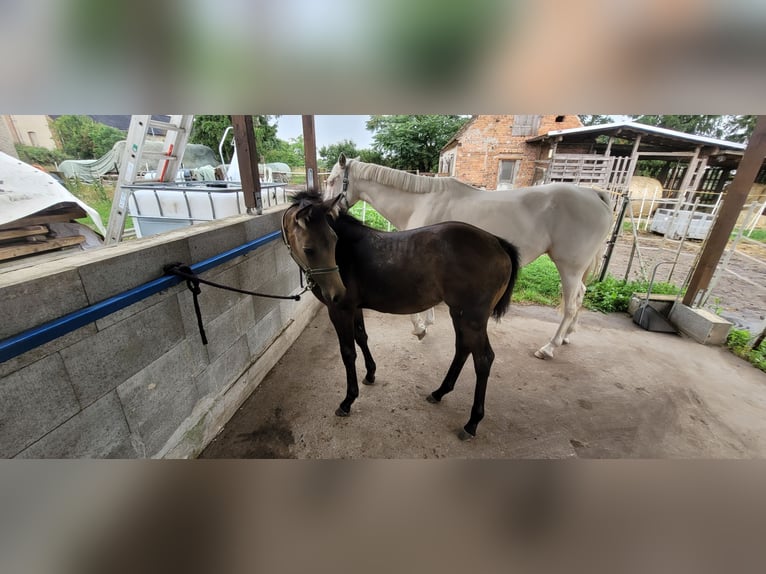 Piccolo Pony Tedesco Giumenta Puledri (04/2025) 136 cm Pelle di daino in Wanzleben