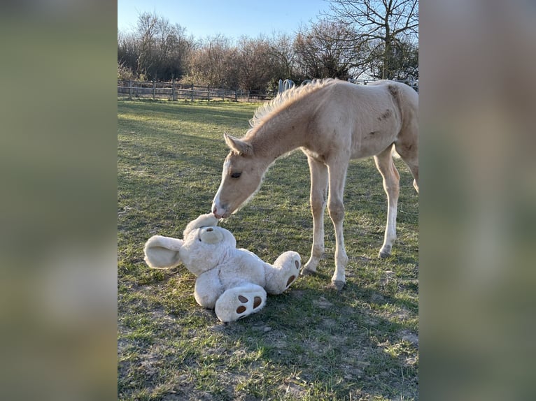 Piccolo Pony Tedesco Giumenta  158 cm Palomino in Grevenbroich
