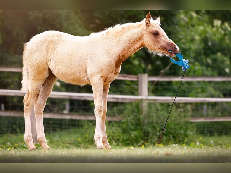 Piccolo Pony Tedesco Giumenta  158 cm Palomino in Grevenbroich