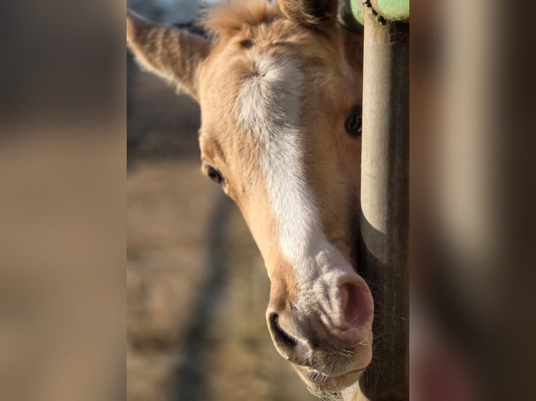 Piccolo Pony Tedesco Giumenta  158 cm Palomino in Grevenbroich
