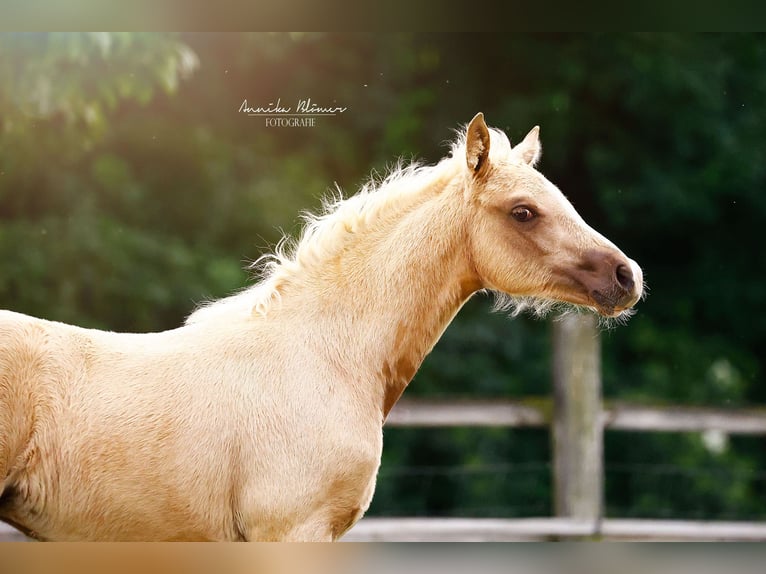 Piccolo Pony Tedesco Giumenta  158 cm Palomino in Grevenbroich