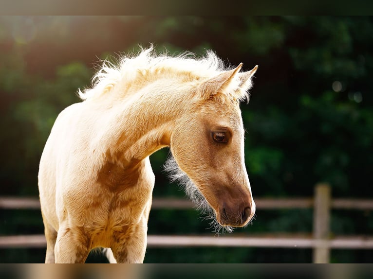 Piccolo Pony Tedesco Giumenta  158 cm Palomino in Grevenbroich