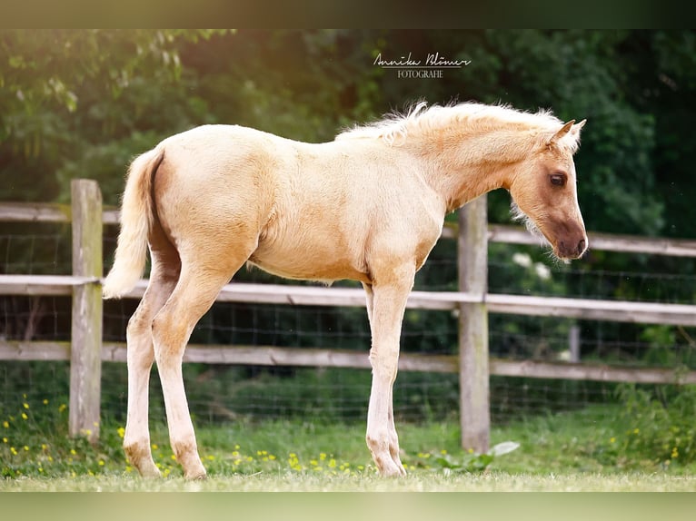 Piccolo Pony Tedesco Giumenta  158 cm Palomino in Grevenbroich