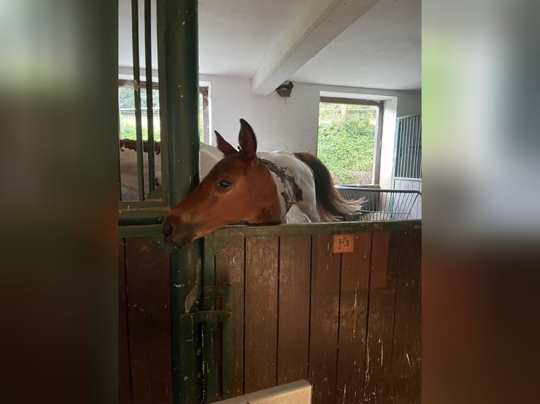 Piccolo Pony Tedesco Giumenta Puledri (06/2026) 162 cm Baio in Saldenburg