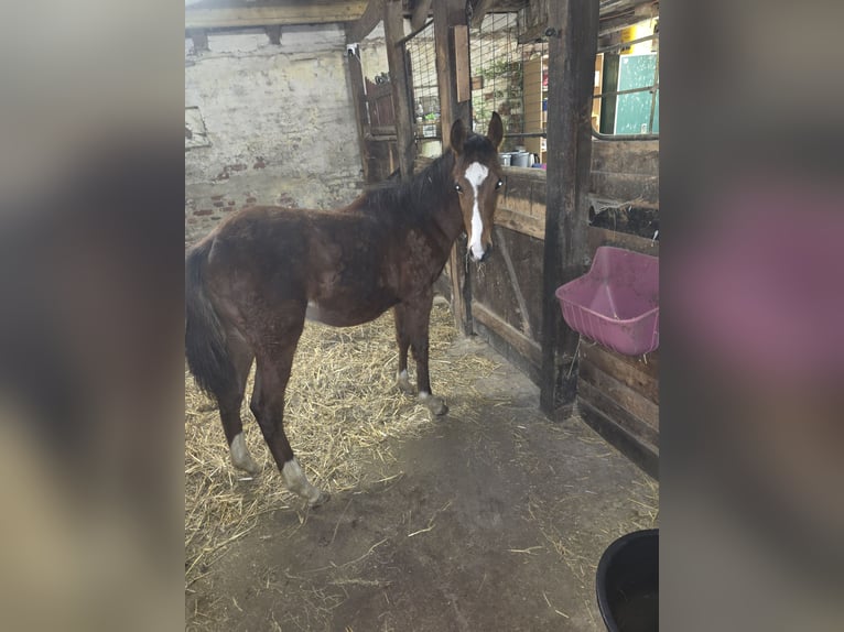 Piccolo Pony Tedesco Stallone 1 Anno 140 cm Baio in Rodewald