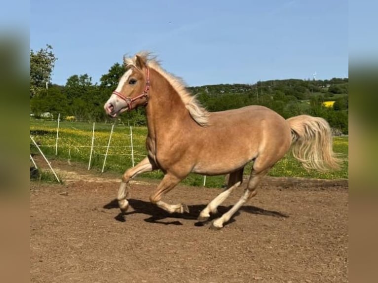 Piccolo Pony Tedesco Stallone 1 Anno 160 cm Palomino in Laubach