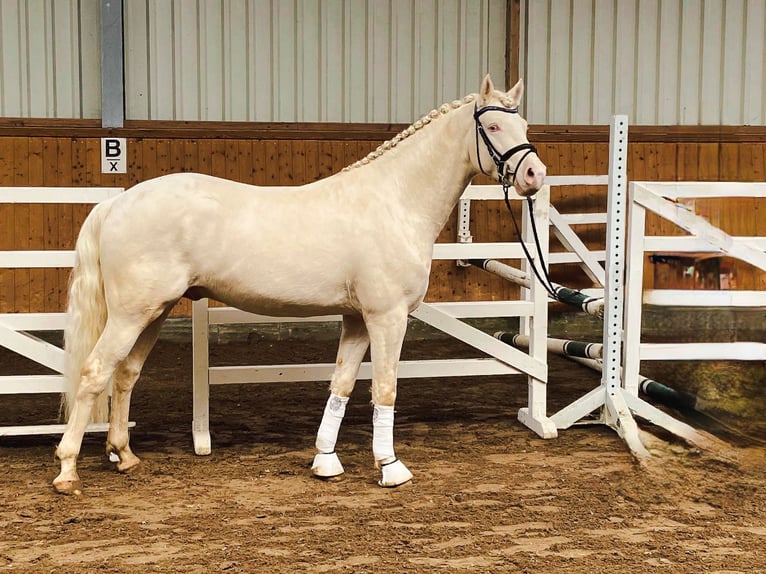 Piccolo Pony Tedesco Stallone Cremello in Bad Sachsa