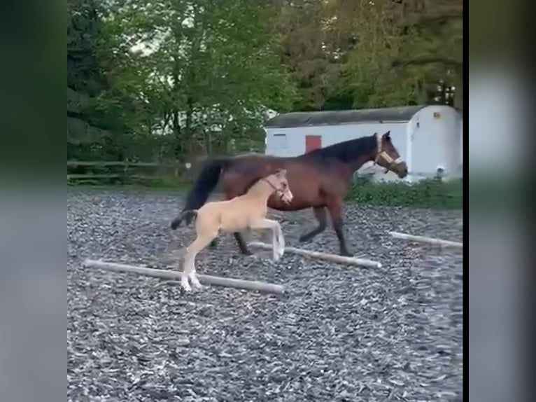 Piccolo Pony Tedesco Stallone Puledri (04/2026) 155 cm Pelle di daino in Nievern