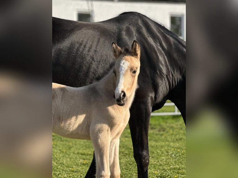 Piccolo Pony Tedesco Stallone Puledri (04/2026) 165 cm Pelle di daino in Grevenbroich