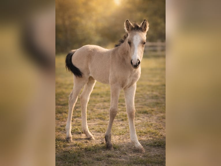 Piccolo Pony Tedesco Stallone Puledri (04/2026) 165 cm Pelle di daino in Grevenbroich