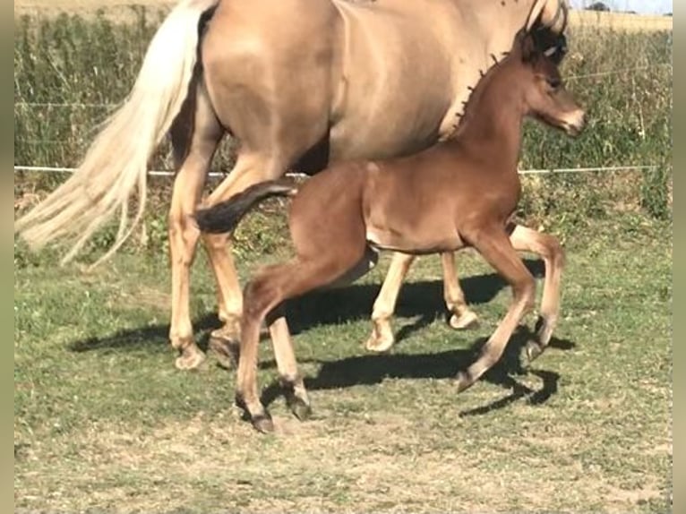 Piccolo Pony Tedesco Stallone Puledri (01/2026) Baio in Arnstein