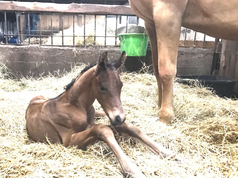 Piccolo Pony Tedesco Stallone Puledri (01/2026) Baio in Arnstein