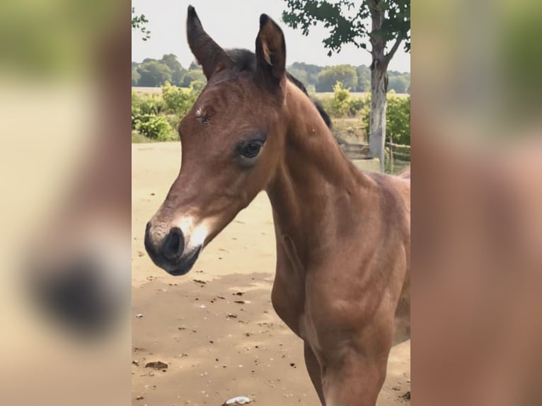 Piccolo Pony Tedesco Stallone Puledri (01/2026) Baio in Arnstein
