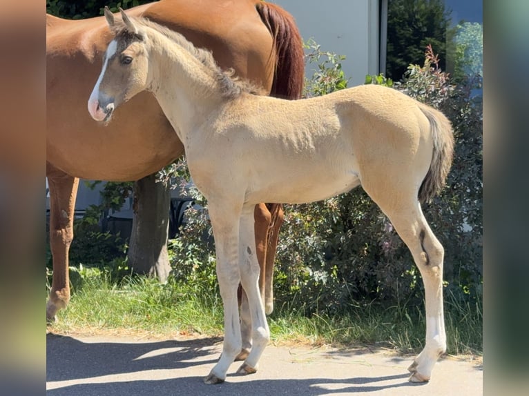 Piccolo Pony Tedesco Stallone Puledri (05/2026) Pelle di daino in Schönthal