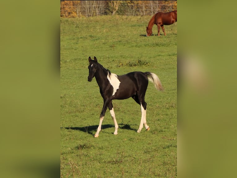 Pie-arabe Étalon 1 Année 155 cm Tobiano-toutes couleurs in Kösching