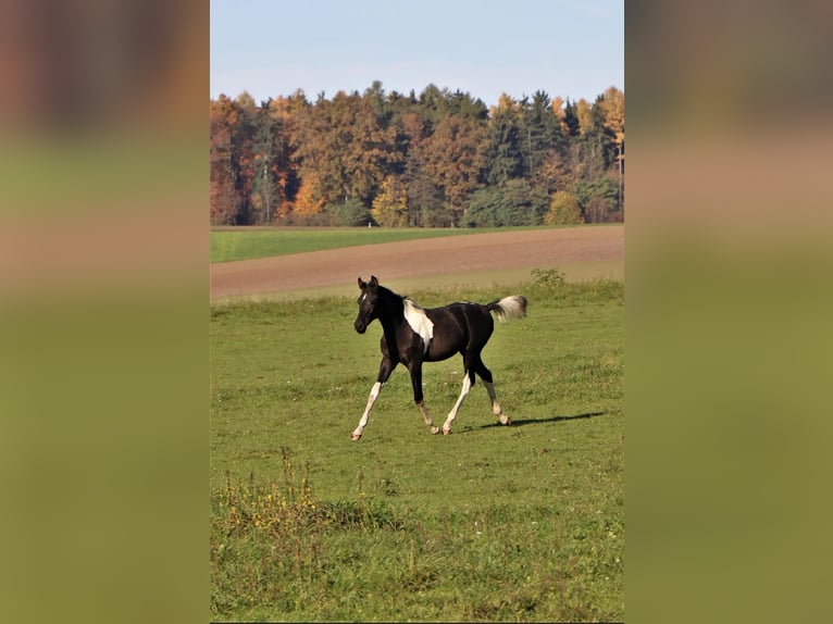 Pie-arabe Étalon 1 Année 155 cm Tobiano-toutes couleurs in Kösching
