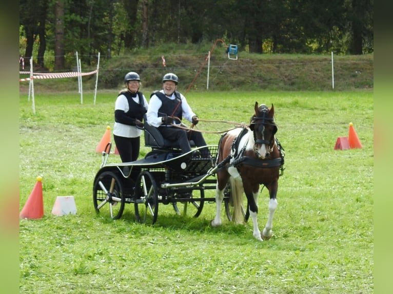 Pie-arabe Étalon 1 Année 160 cm Pinto in Nesselwängle