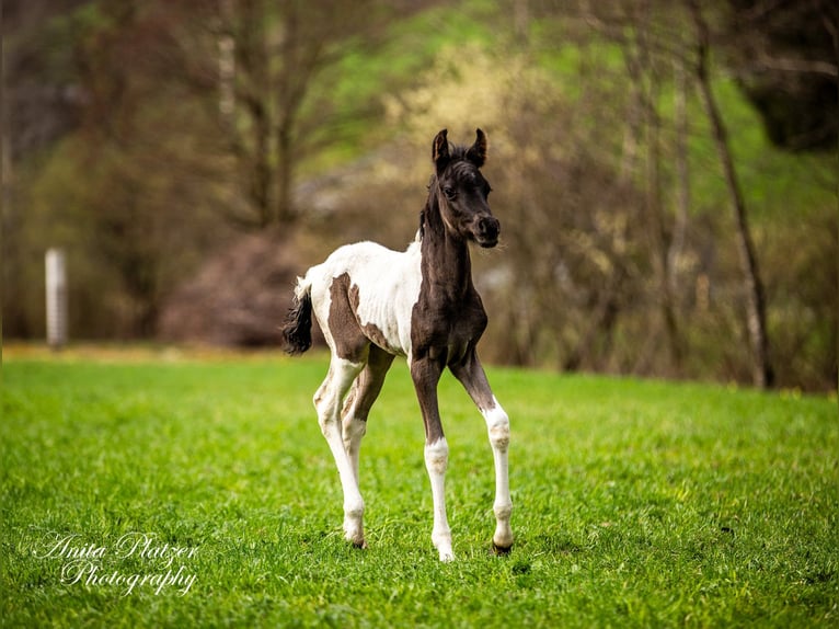 Pie-arabe Étalon Poulain (04/2026) Pinto in Rauris