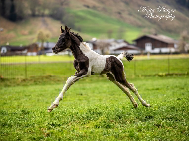 Pie-arabe Étalon Poulain (04/2026) Pinto in Rauris