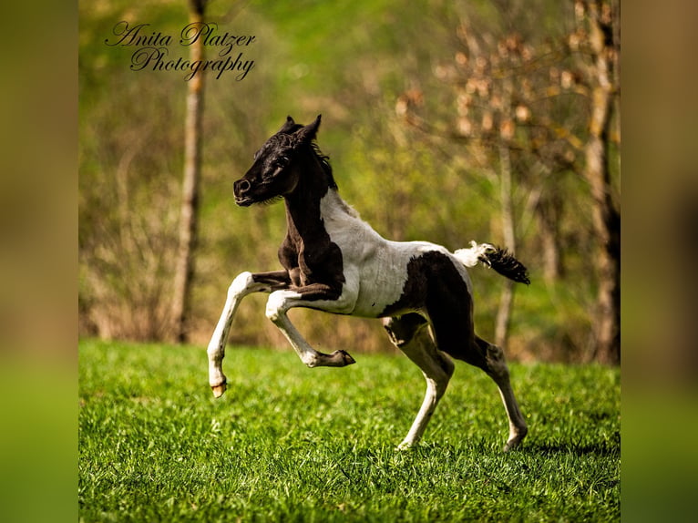 Pie-arabe Étalon Poulain (04/2026) Pinto in Rauris