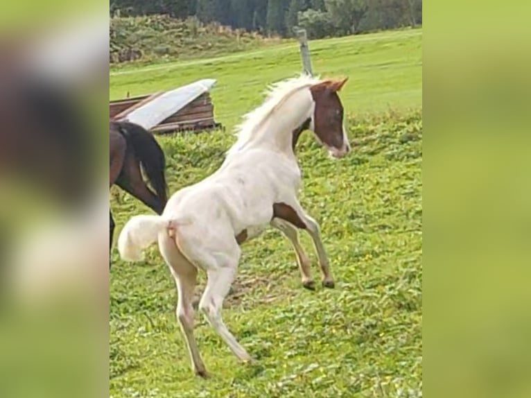 Pie-arabe Hongre 1 Année 160 cm Pinto in Nesselwängle