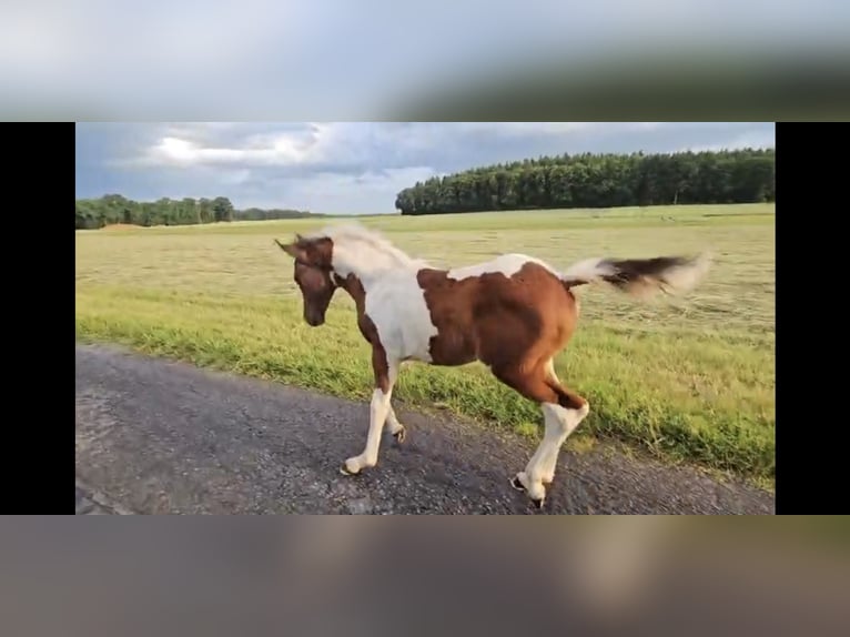 Pie-arabe Jument Poulain (04/2026) 146 cm Pinto in Waldfischbach-Burgalben