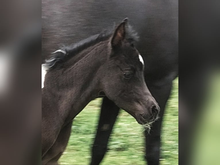 Pie-arabe Jument Poulain (07/2026) 158 cm Pinto in Nesselwängle