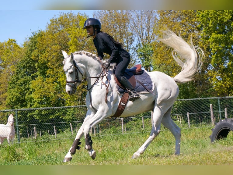 Pintabian Mix Gelding 4 years 14 hh Grey-Red-Tan in Heumen