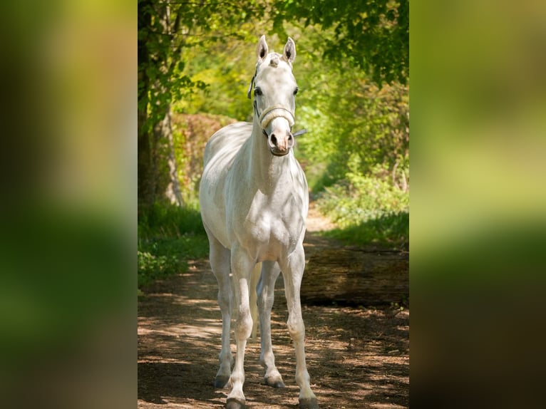 Pintabian Mix Gelding 4 years 14 hh Grey-Red-Tan in Heumen