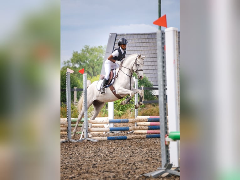 Pintabian Mix Gelding 4 years 14 hh Grey-Red-Tan in Heumen