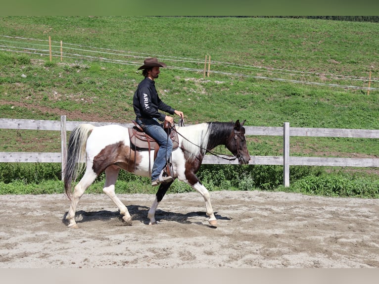 Pintabian Gelding 4 years 15.1 hh Pinto in Achenkirch