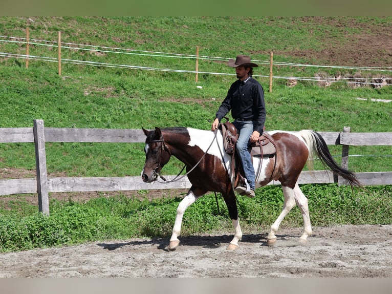 Pintabian Gelding 4 years 15.1 hh Pinto in Achenkirch