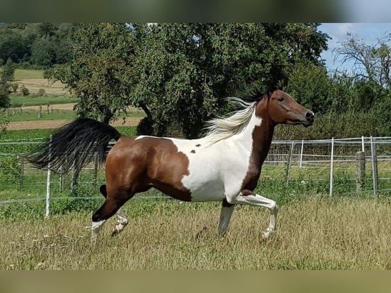 Pintabian Mare 12 years 14.1 hh Pinto in Wolfhagen