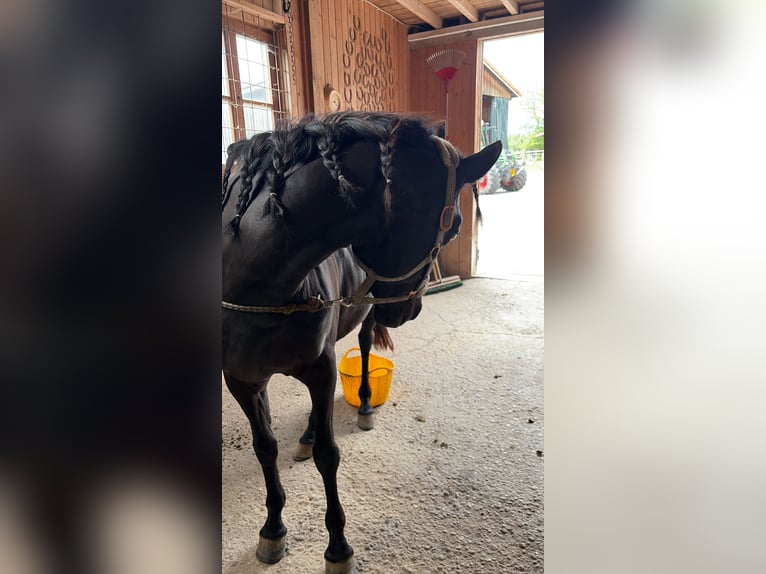 Pintabian Mix Mare 8 years 14.1 hh Black in Hohenlinden
