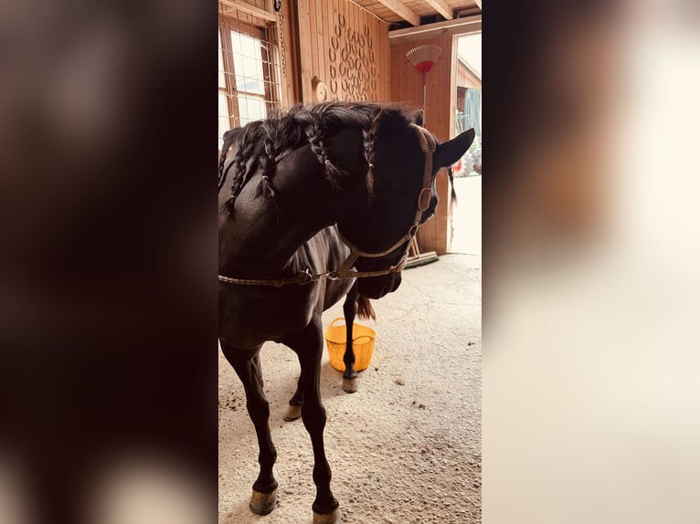 Pintabian Mix Mare 8 years 14.1 hh Black in Hohenlinden