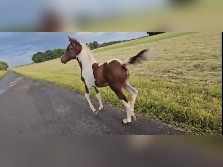 Pintabian Mare Foal (04/2026) 14.1 hh Pinto in Waldfischbach-Burgalben