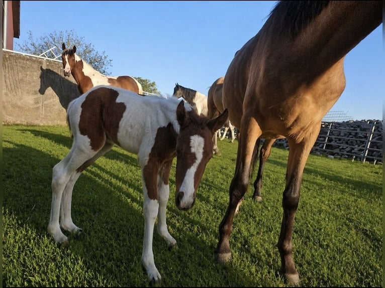 Pintabian Mare Foal (04/2026) 14.1 hh Pinto in Waldfischbach-Burgalben