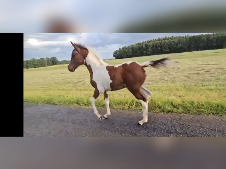Pintabian Mare Foal (04/2026) 14.1 hh Pinto in Waldfischbach-Burgalben