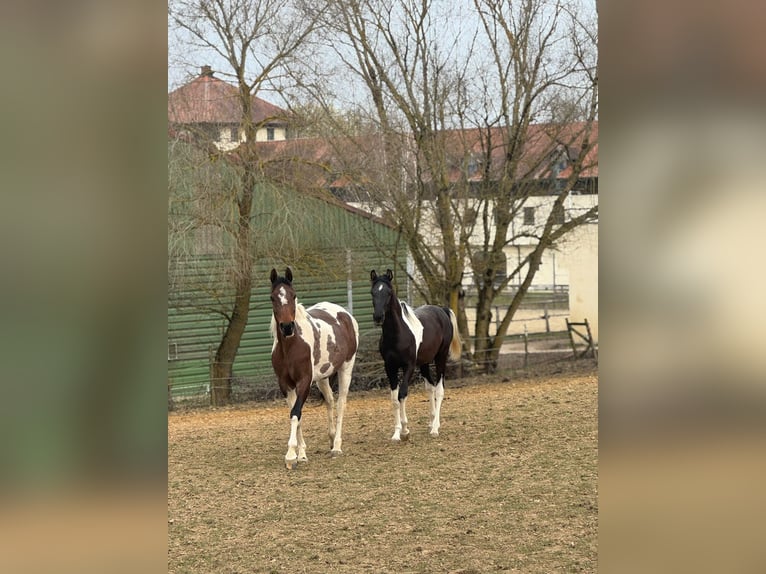 Pintabian Stallion 1 year 15.1 hh Tobiano-all-colors in Kösching