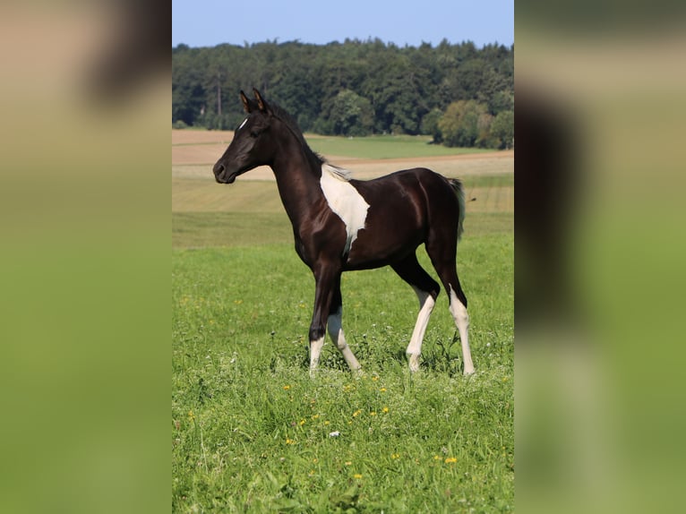 Pintabian Stallion 1 year 15.1 hh Tobiano-all-colors in Kösching