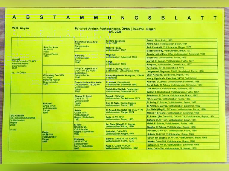 Pintabian Stallion 1 year 15.2 hh Pinto in Nesselwängle