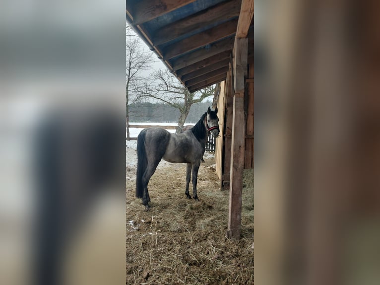 Pintabian Stallion 3 years Grey in Garwolin