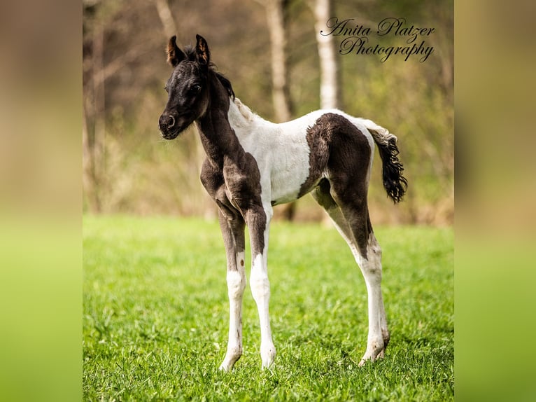 Pintabian Stallion Foal (04/2026) Pinto in Rauris