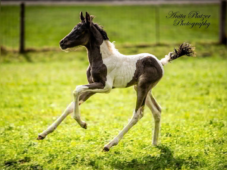 Pintabian Stallion Foal (04/2026) Pinto in Rauris