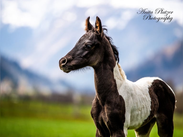 Pintabian Stallion Foal (04/2026) Pinto in Rauris