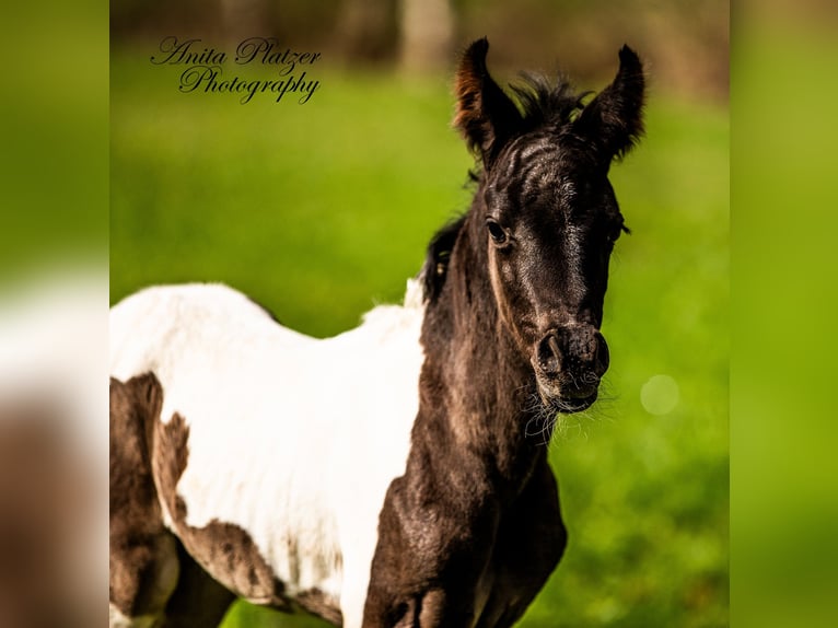 Pintabian Stallion Foal (04/2026) Pinto in Rauris