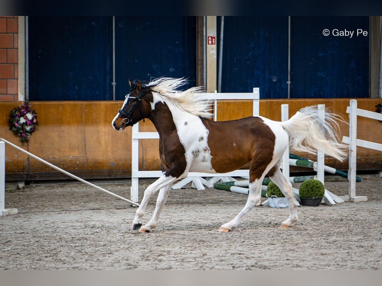 Pintabian Stallion Tobiano-all-colors in Blankenhain